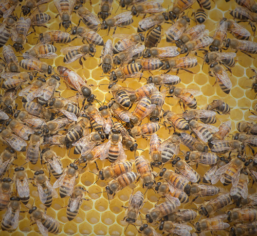 Queen Bee in hive